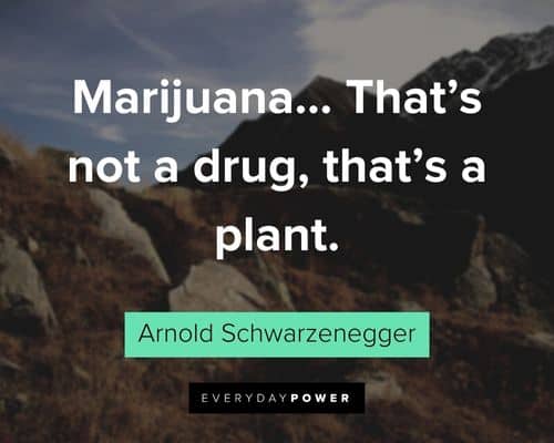 Arnold Schwarzenegger Quotes about marijuana