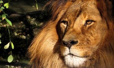 Aslan Quotes From The Epic Fantasy Chronicles of Narnia