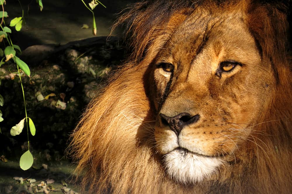 Aslan Quotes (49 quotes)