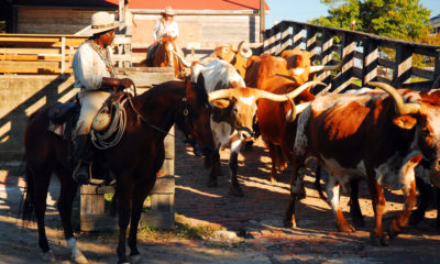 Cowgirl Quotes for Unleashing your Inner Power