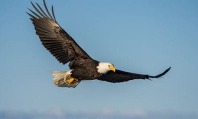 Eagle Quotes About the Leader of Birds