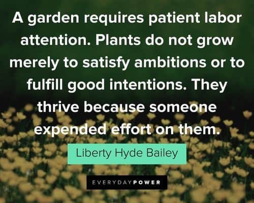garden quotes about a garden requires patient labor attention