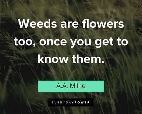 garden quotes about weeds are flowers too, once you get to know them