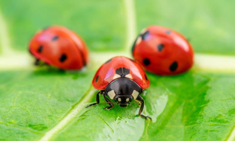 50 Ladybug Quotes Honoring The Noble Insect