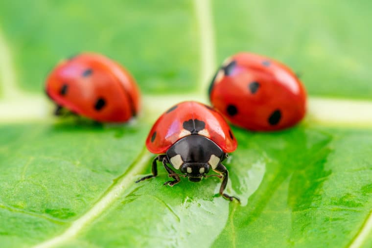 #Ladybug Quotes Honoring The Noble Insect