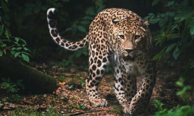 Leopard Quotes About the Exceptional Feline