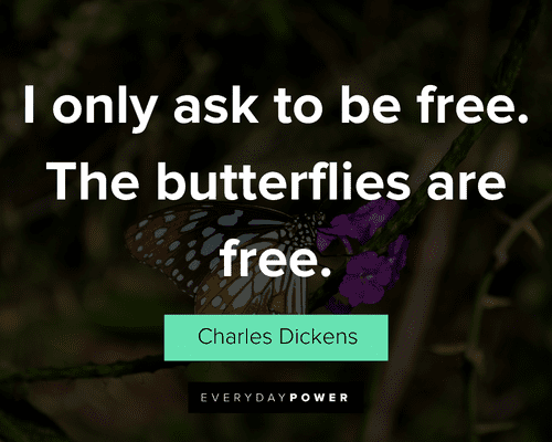 butterfly quotes about I only ask to be free. The butterflies are free
