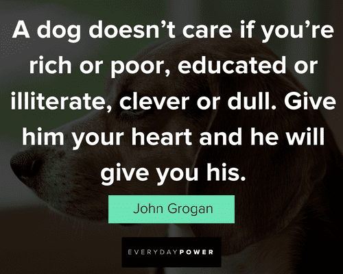 160 Dog Quotes Honoring Man's Best Friend (2023)