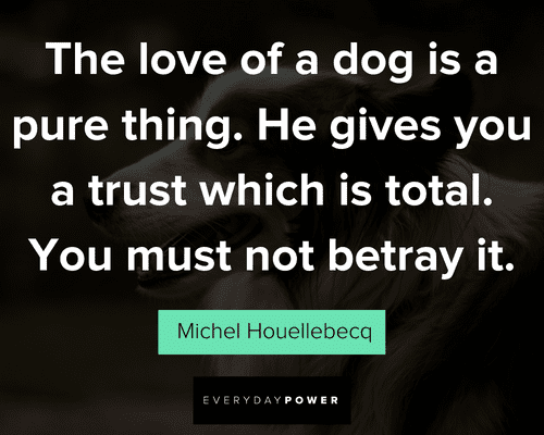 dog quotes about the love of dog is a pure thing