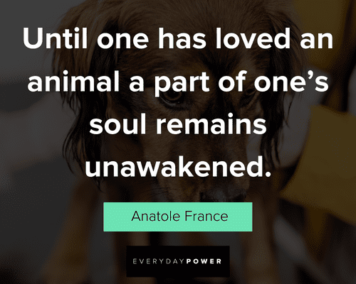 dog quotes about animal a part of one's soul remains unawakended