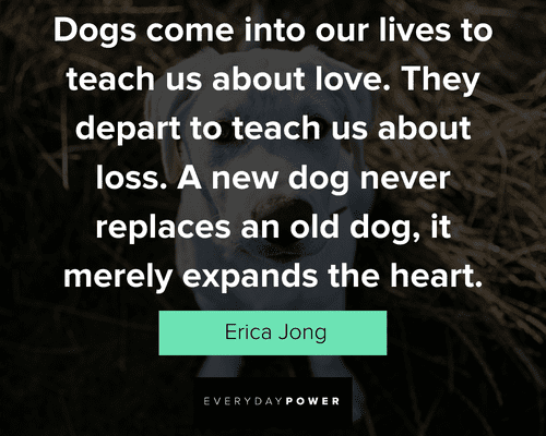 dog quotes to teach us about love