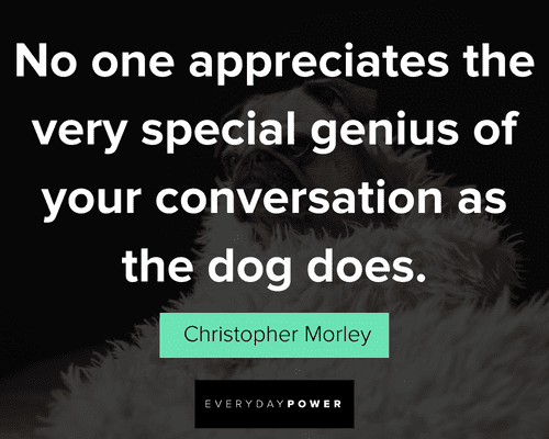 dog quotes about the very special genius of your conversation as the dog does