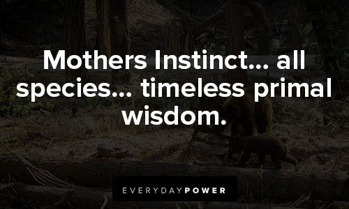 mama bear quotes about mothers Instinct… all species… timeless primal wisdom