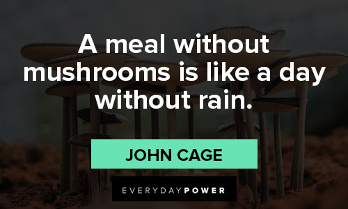 mushroom quotes about a meal without mushrooms is like a day without rain