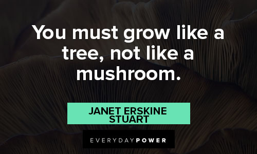 mushroom quotes about you must grow like a tree, not like a mushroom