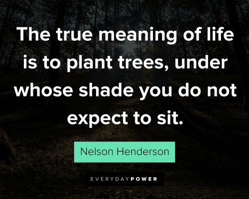 tree quotes about the true meaning of life is to plant trees, under whose shade you do not expect to sit
