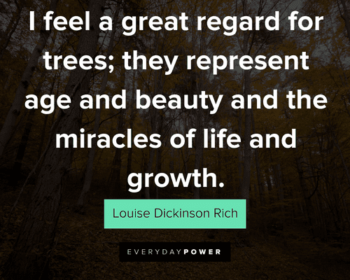tree quotes about I feel a great regard for trees