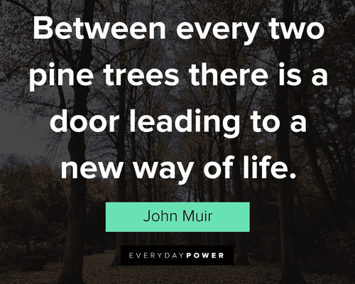 tree quotes about between every two pine trees there is a door leading to a new way of life