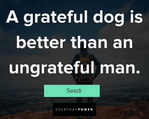 ungrateful quotes about a grateful dog is better than an ungrateful man