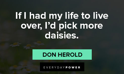 daisy quotes on if I had my life to live over, I'd pick more daisies