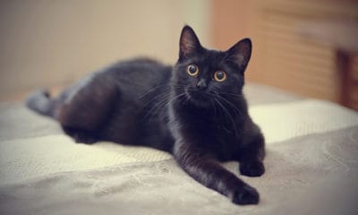 Black Cat Quotes For Breaking Superstitions