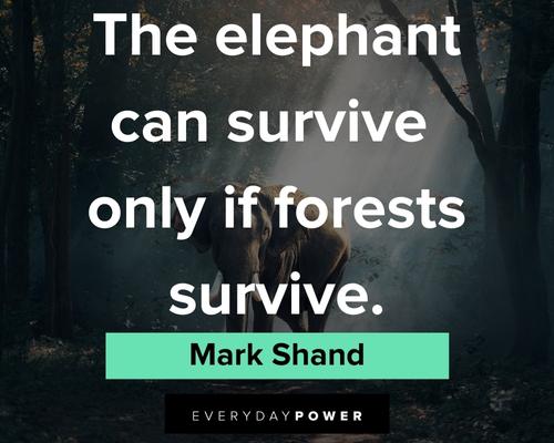 elephant quotes about the elephant can survive only if forests survive