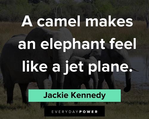 elephant quotes about a camel makes an elephant feel like a jet plane