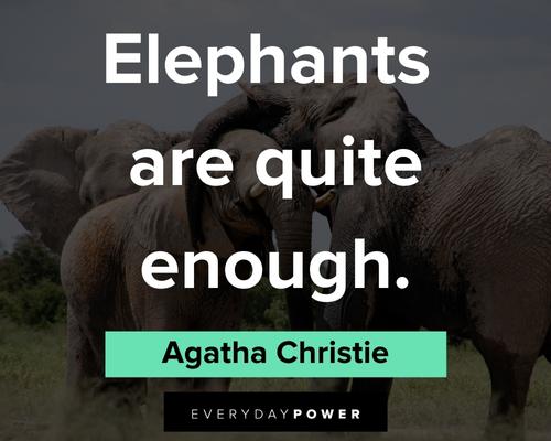 elephant quotes on elepphants are quite enough