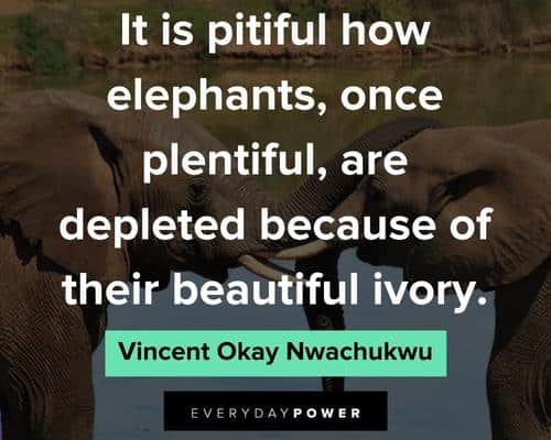 elephant quotes from Vincent okay Nwachukwu