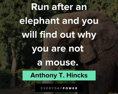 elephant quotes about find out why you are not a mouse