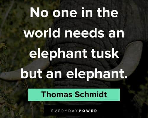 elephant quotes about no one in the world needs an elephant tusk but an elephant