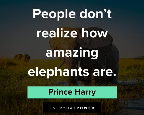 elephant quotes about people don't realize how amazing elephants are
