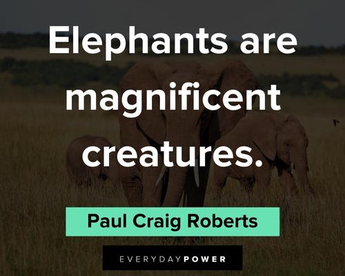 elephant quotes about elephants are magnificent creatures