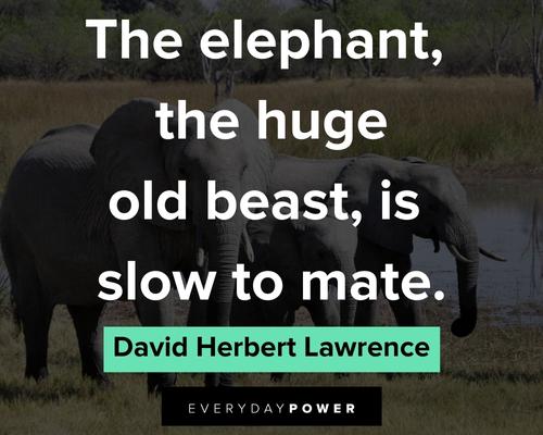 elephant quotes for you to pnder how majestic they are
