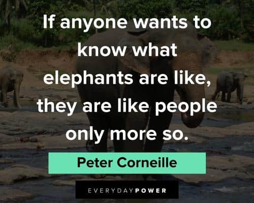 elephant quotes to know what elephants are like