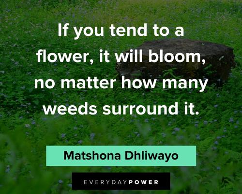 flower quotes from Matshona Dhliwayo