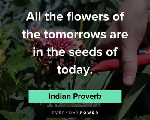 flower quotes about all the flowers of the tomorrows are in the seeds of today