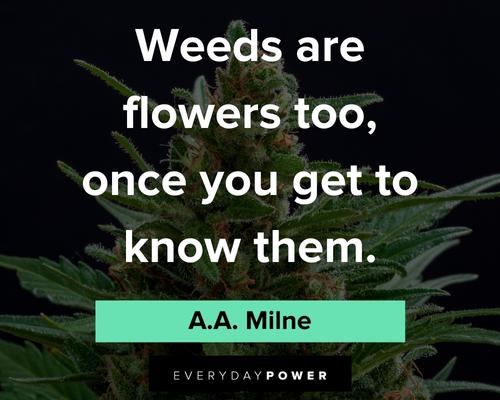 flower quotes about weeds are flowers too, once you get to know them
