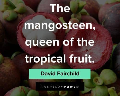 fruit quotes about the mangosteen