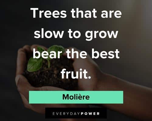patience quotes on trees that are slow to grow bear the best fruit