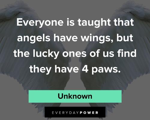 pet loss quotes about everyone is taught that angels have wings