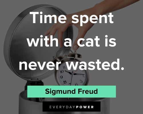 pet loss quotes about time spent with a cat is never wasted