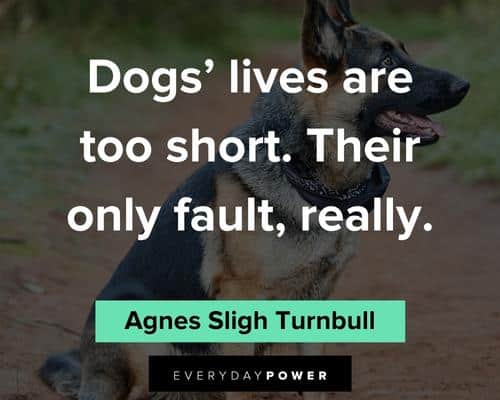 pet loss quotes on Dog's lives are too short
