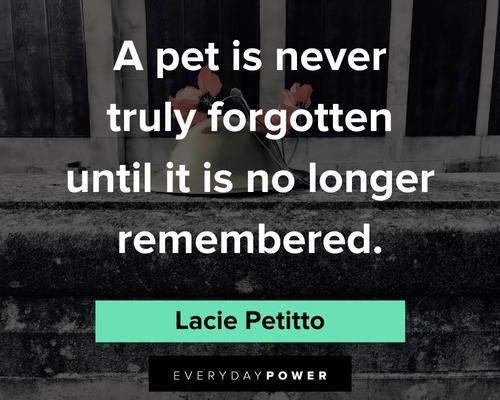 pet loss quotes to help you cope with grief
