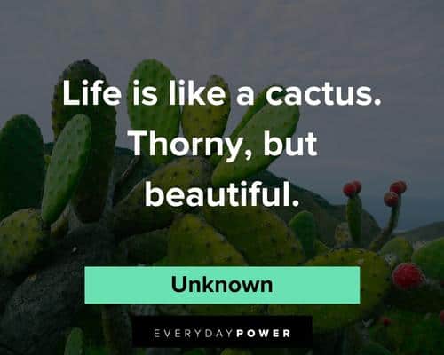 cactus quotes on life is like a cactus