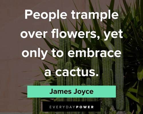cactus quotes about people trample over flowers, yet only to embrace a cactus