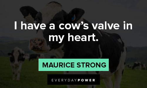 cow quotes on i have a cow's valve in my heart