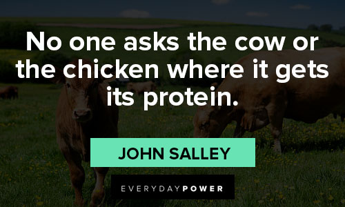 cow quotes about no one asks the cow or the chicken where it gets its protein