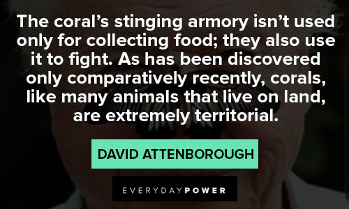 david attenborough quotes about extremely territorial