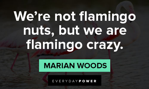 flamingo quotes about nut